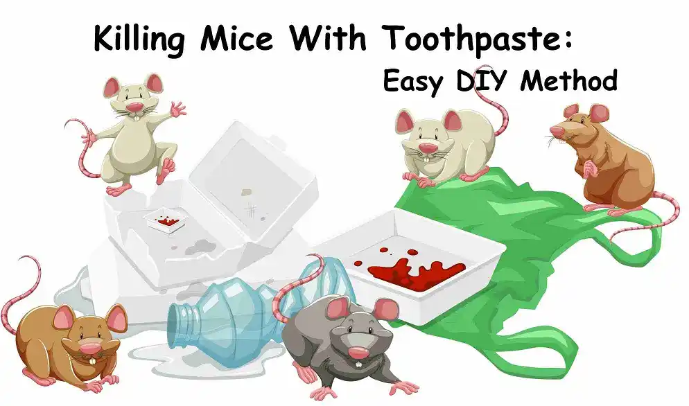 Killing Mice With Toothpaste