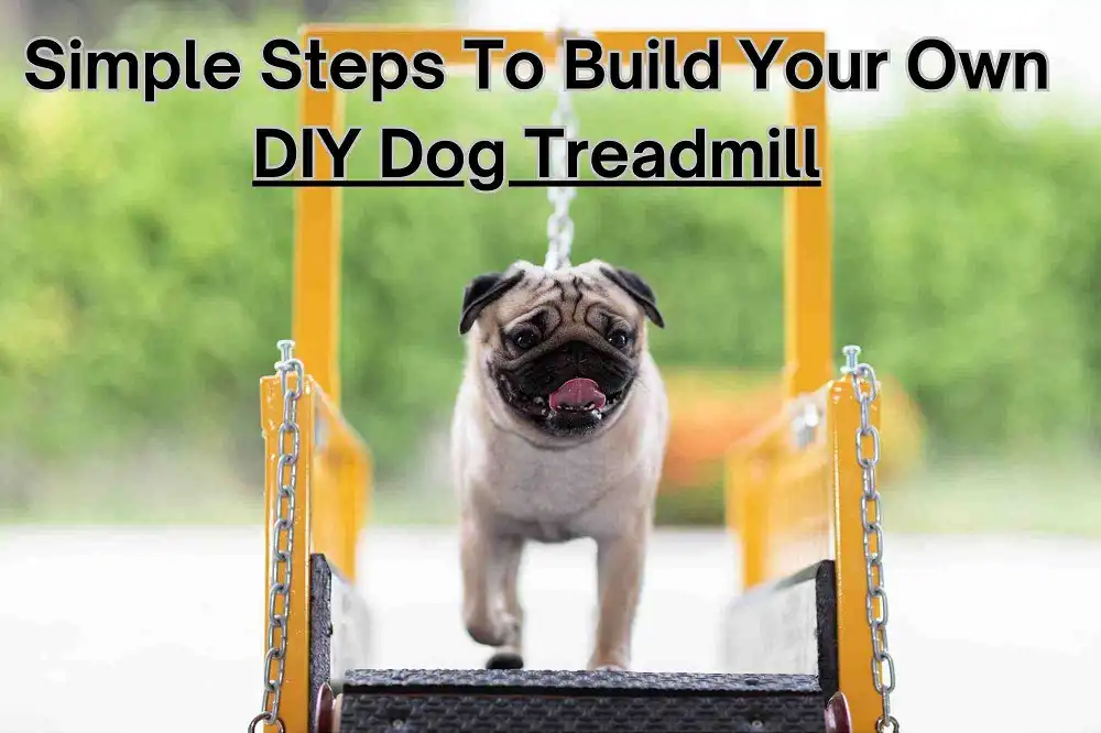 diy dog treadmill