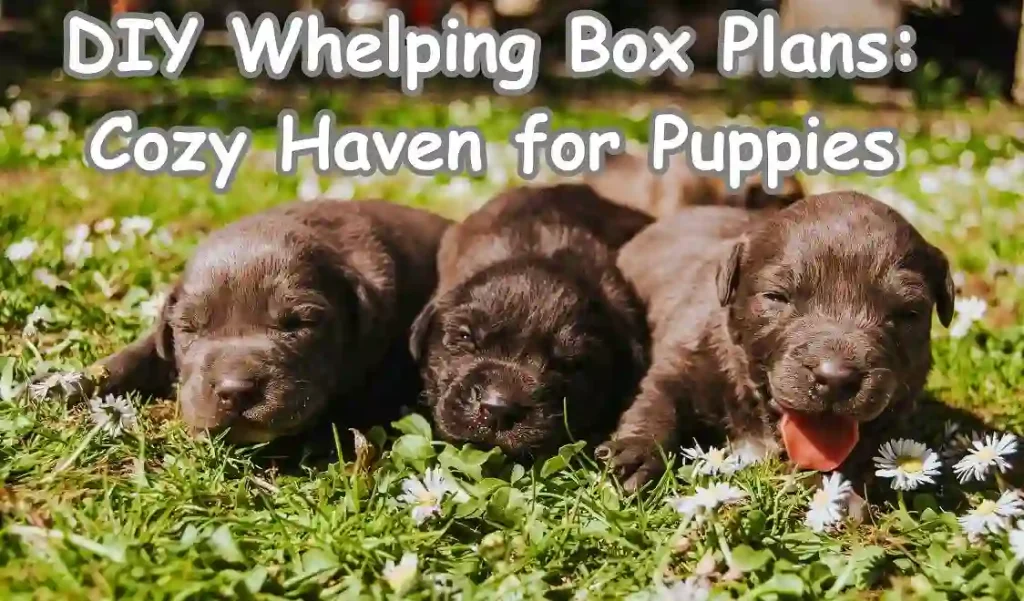 10 Cheap DIY Whelping Box Plans: Cozy Haven for Puppies